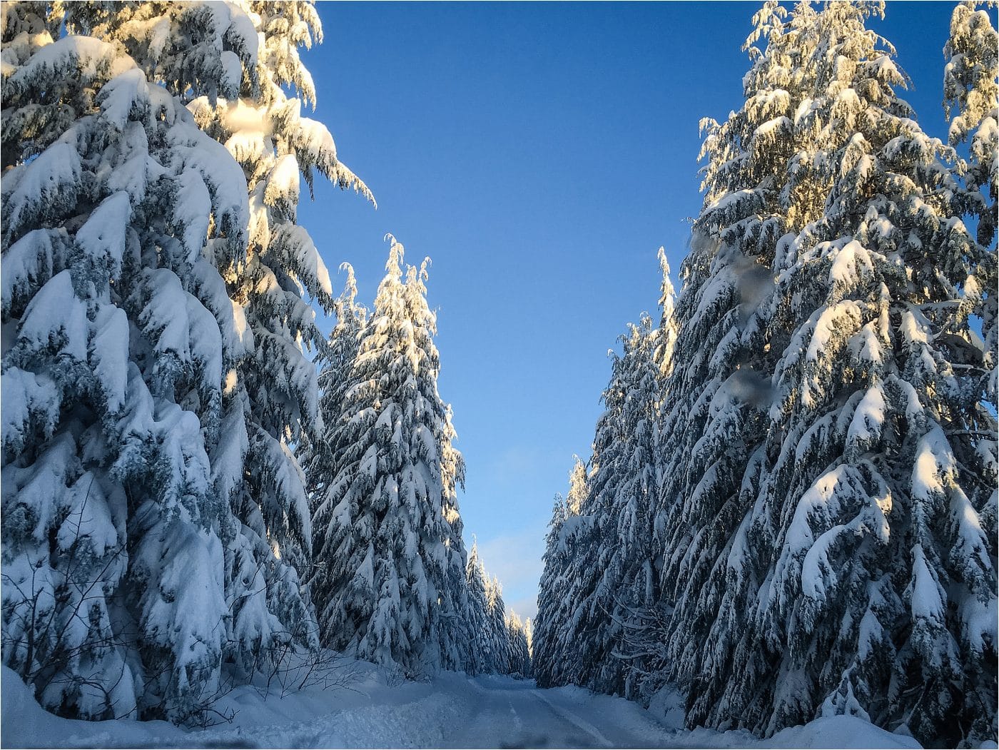 Snowy trees on an adventure on the forest service road on the road to Dakota Ridge