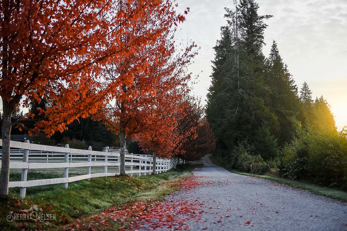 beautiful farm for family photos with white picket fences and beautiful maple trees in Sechelt