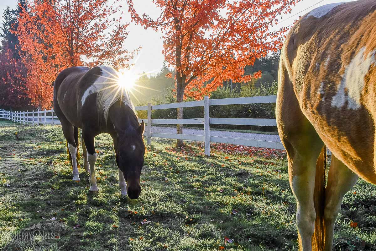two beautiful horses graze in the late autumn light to a backdrop of beautiful turning maple leaves and soft sunshine at this amazing farm for family photos