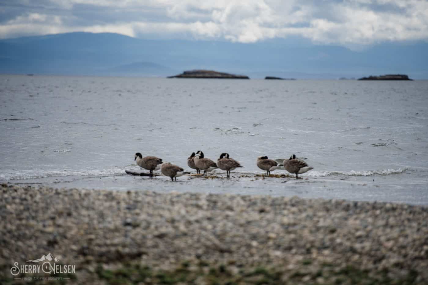 the ever present Canadian geese congregate along the ocean's edge in West Sechelt BC