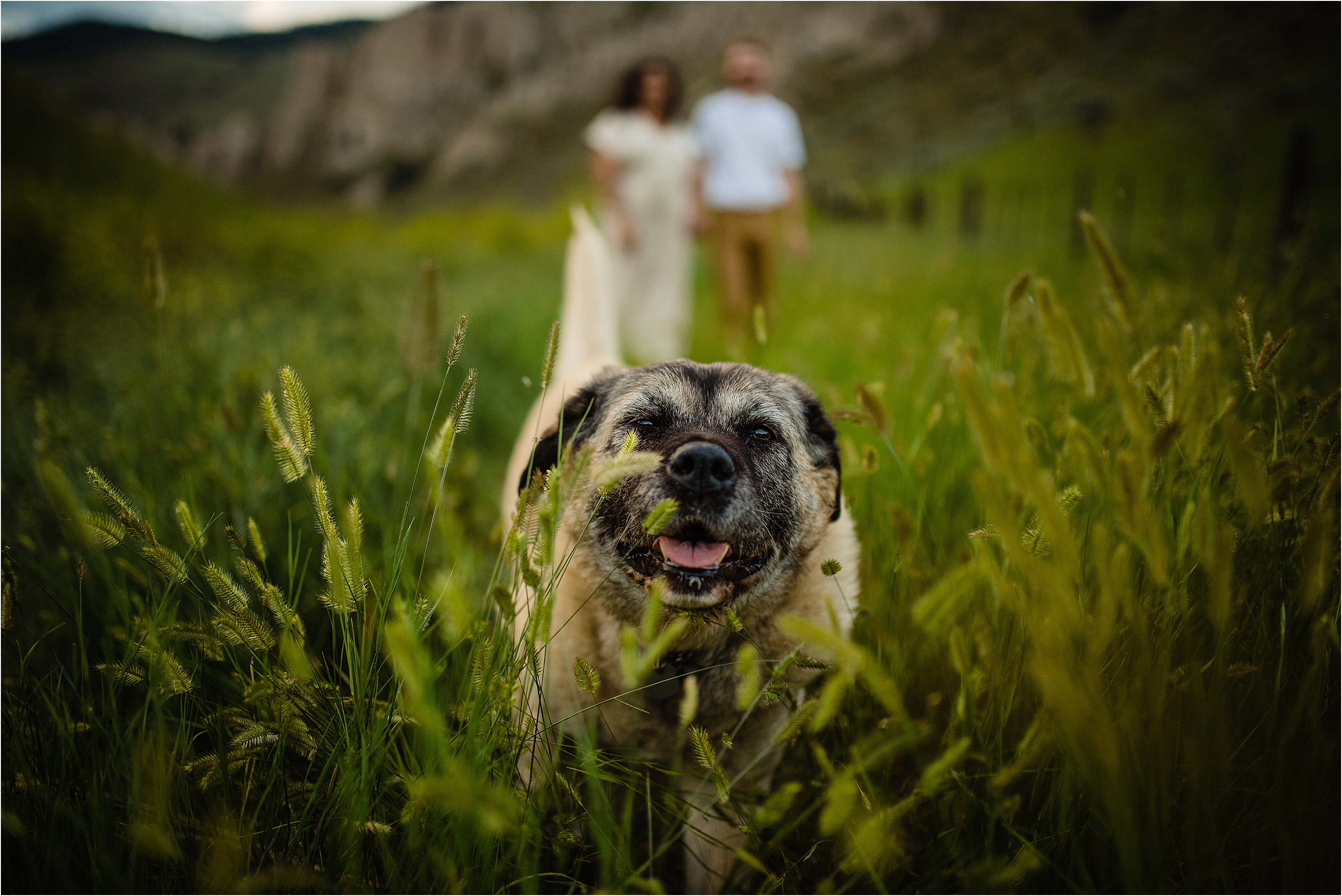 Fauve Braden hoodoos kamloops engagement photos with their dog