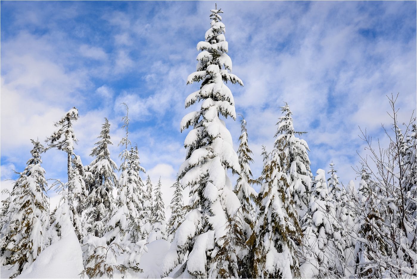 gorgeous alpine trees covered in snow on a sunny day